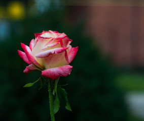 Rose bud with white and pink petals on blurred background