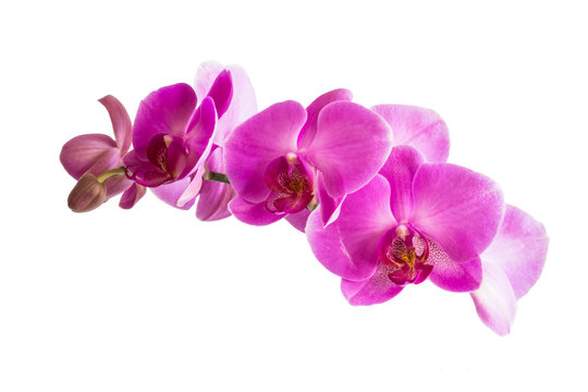 Beautiful orchid purple flowers isolated.