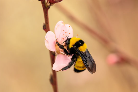 Bumble bee