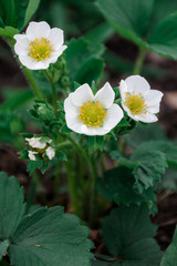 Strawberry in bloom