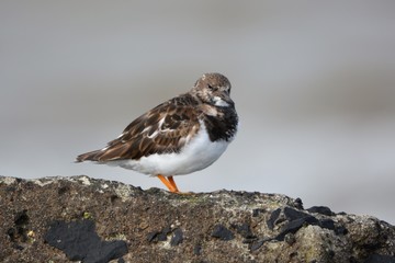 turnstone