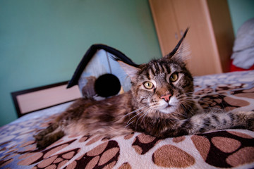 The beautiful Maine Coon cat lies on the bed next to the house