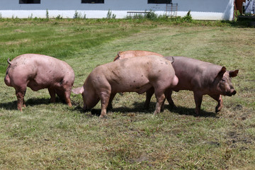 Fototapeta na wymiar Piglets runs across the meadow at animal farm natural environment