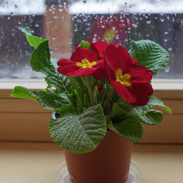 Flower Pot With Red Primrose On The Window In The Rain.