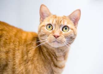 Portrait of an orange tabby domestic shorthair cat on a white background