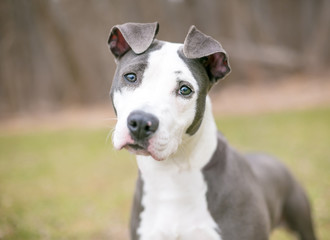 A gray and white Pit Bull Terrier mixed breed dog listening with a head tilt