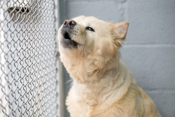 A sad homeless dog howling in an animal shelter