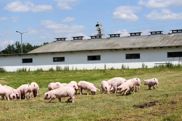 Fototapeta premium Piggies graze together on animal farm summertime
