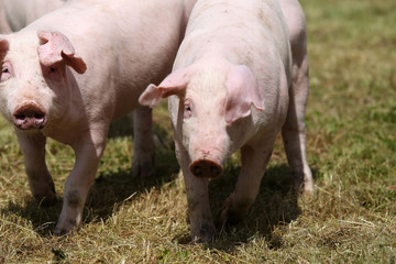 Closeup of young healthy pigs outdoor