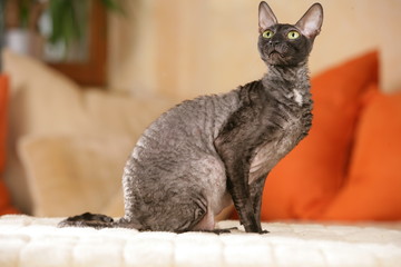 cornish Rex cat sitting on the sofa