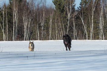 Black Phase Grey Wolf (Canis lupus) and Another Run Forward Through Field