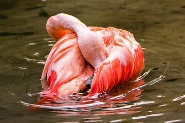 Fotobehang Bathing chilean flamingo © Elvira