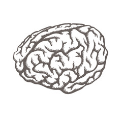Human brain
