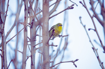 Garden Bird - Cape White-eye