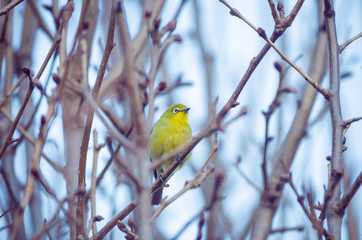 Garden Bird - Cape White-eye