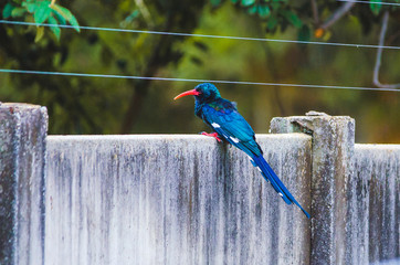 Garden Bird - red-billed woodhoopoe