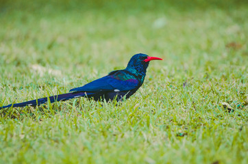 Garden Bird - red-billed woodhoopoe