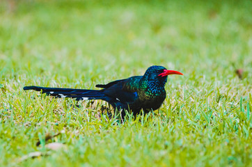 Garden Bird - red-billed woodhoopoe