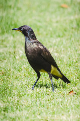Garden Bird - Pied Starling