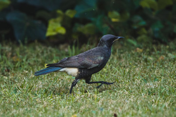 Garden Bird - Pied Starling