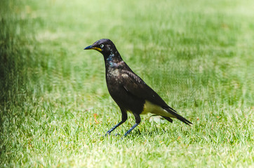Garden Bird - Pied Starling