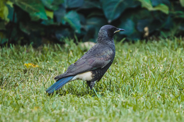 Garden Bird - Pied Starling