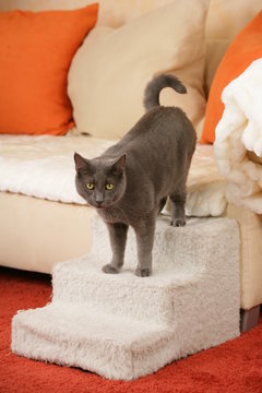 Senior cat on a cat staircase