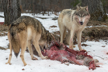 Grey Wolf (Canis lupus) Licks Chops at White-Tail Deer Carcass