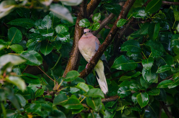 Laughing Dove