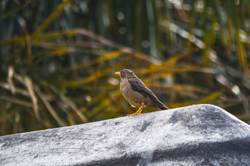Karoo Thrush