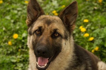 german shepherd looking at the camera, portrait of the dog