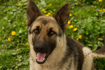german shepherd looking at the camera, portrait of the dog