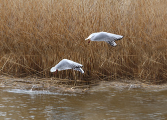 Synchronous flight of two gulls ....