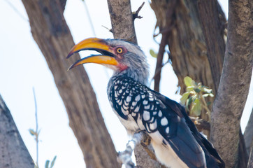 Yellow-Billed Hornbill