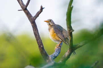 African Birdlife