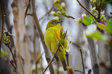 South African Garden Birds