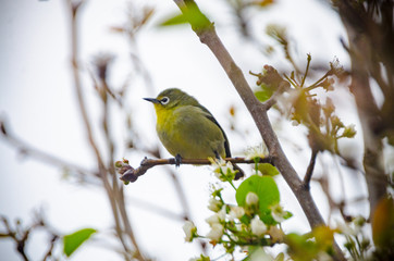 Garden Bird - Cape White Eye