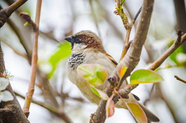 Garden Birds
