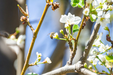 South African Garden Birds