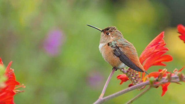 An immature male Allen's Hummingbird perched looking around.