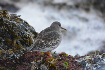 purple sandpiper