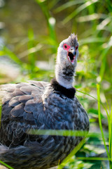 Southern Screamer