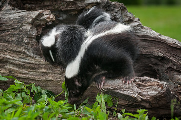 Striped Skunk Doe (Mephitis mephitis) and Kit Look Down Log