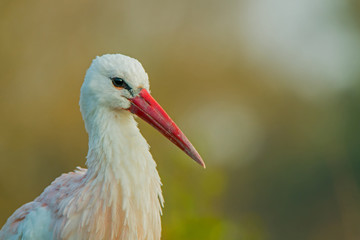 White stork