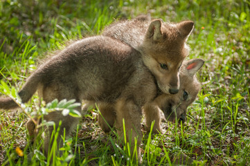 Grey Wolf (Canis lupus) Pup Jumps on Sibling
