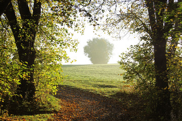 Obraz premium enjoy a golden autumn day