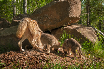 Grey Wolf (Canis lupus) Mother and Pups Sniff Around Den