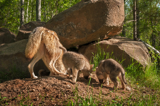 Fototapeta Grey Wolf (Canis lupus) Mother and Pups Sniff Around Den
