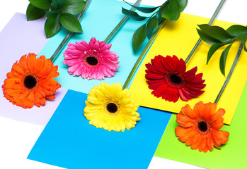 beautiful colorful gerberas