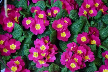 primule fucsia e gialle